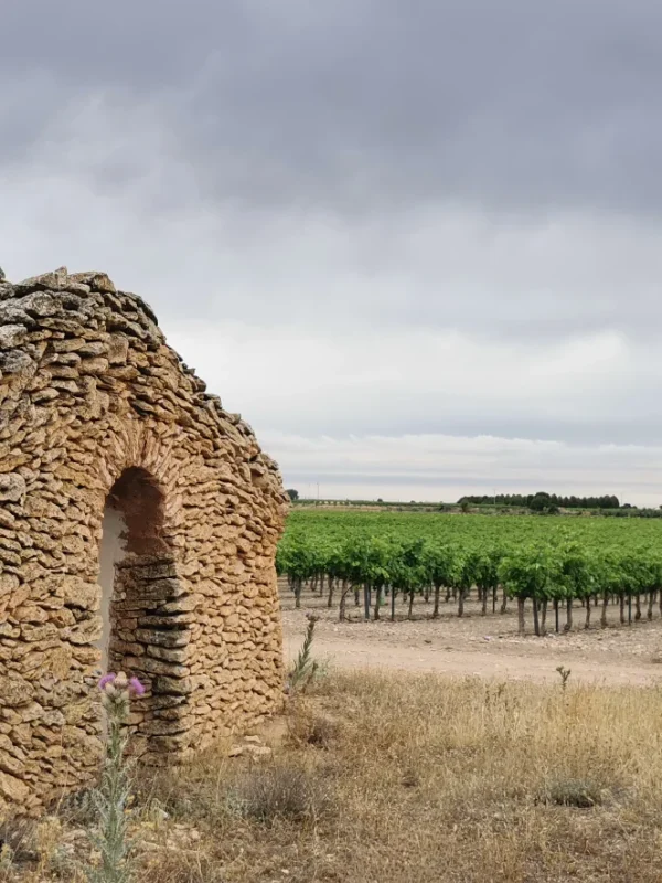 historia_vinedo